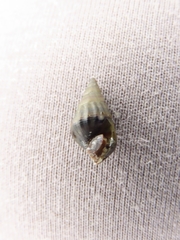 Semisulcospira libertina