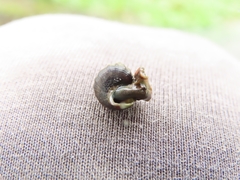 Semisulcospira libertina