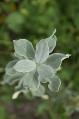 Fadogia tomentosa