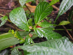 Elatostema