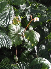 Begonia areolata