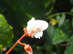 Begonia areolata