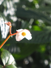 Begonia areolata