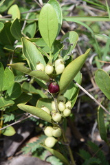 Tricalysia