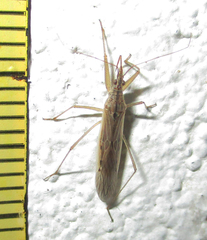 Nabis capsiformis