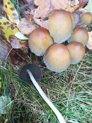 Fungi