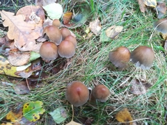 Fungi