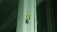 Memnonia flavida