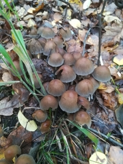 Fungi