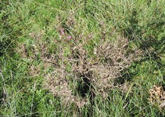 Cirsium italicum