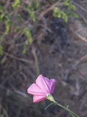 Convolvulus cantabrica image