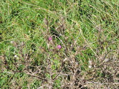 Cirsium italicum