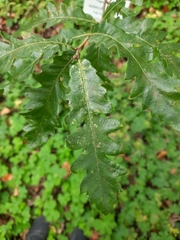 Quercus libani