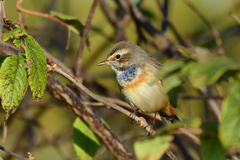 Bluethroat photo 5