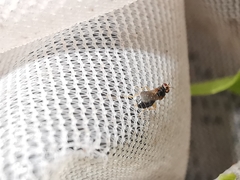 Elachiptera megaspis