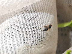 Elachiptera megaspis