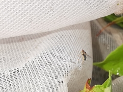 Elachiptera megaspis