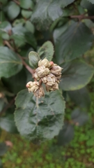 Viburnum carlcephalum