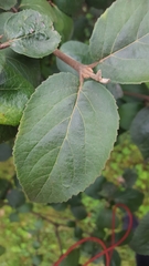 Viburnum carlcephalum