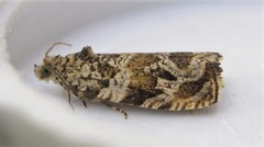 Olethreutes olivaceana