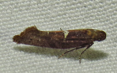Acrolepiopsis