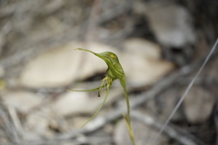 Pterostylis turfosa