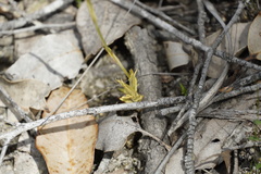 Pterostylis turfosa