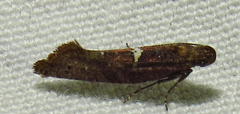 Acrolepiopsis
