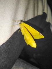 Nepheloleuca illiturata