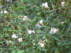 Rhododendron minus