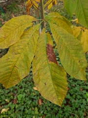 Aesculus chinensis