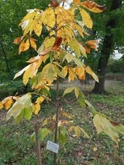 Aesculus chinensis