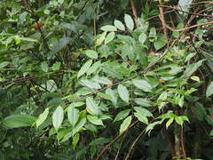 Magnoliopsida