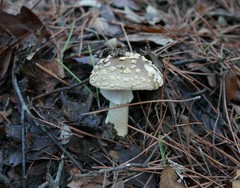 Amanita franchetii