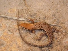 Variable Skink photo 4