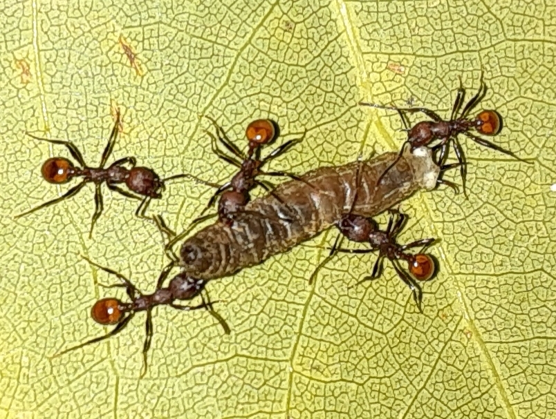 Aphaenogaster tennesseensis