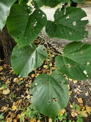 Tilia moltkei