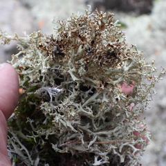 Cladonia crispata crispata