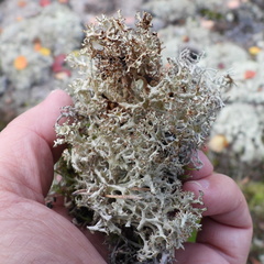 Cladonia crispata crispata