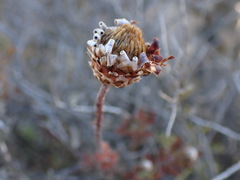Ursinia pilifera