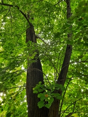 Tilia moltkei
