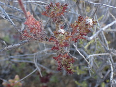 Ursinia pilifera
