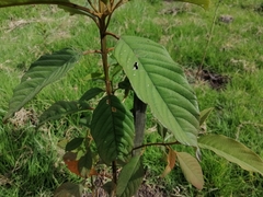 Citharexylum subflavescens