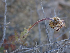 Ursinia pilifera