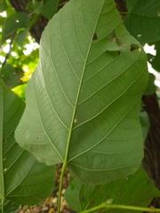 Tilia moltkei