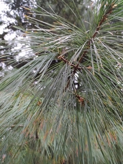 Pinus × schwerinii
