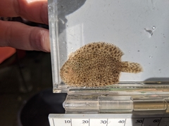 Trinectes maculatus