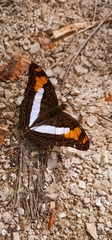 Adelpha phylaca