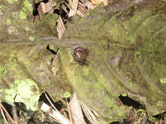 Helicarionidae