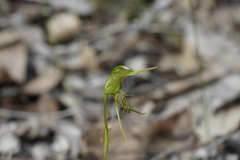 Pterostylis turfosa